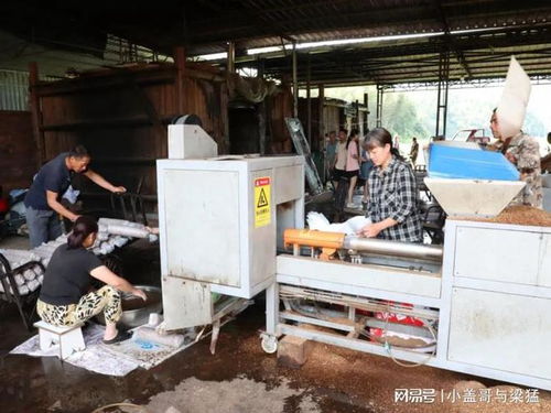 福建松溪 农业新机具解决袋栽食用菌工厂化生产难题